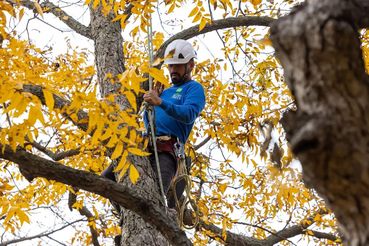 Skilled Tree Pruning crew working in Annapolis